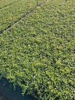 Vinca minor, Tuin en Terras, Ophalen, Bodembedekkers, Eenjarig, Halfschaduw