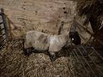 Suffolk ram, Dieren en Toebehoren, Schapen, Geiten en Varkens, Mannelijk, Schaap