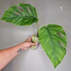Monstera Dubia, Overige soorten, Minder dan 100 cm, Groene kamerplant, Halfschaduw