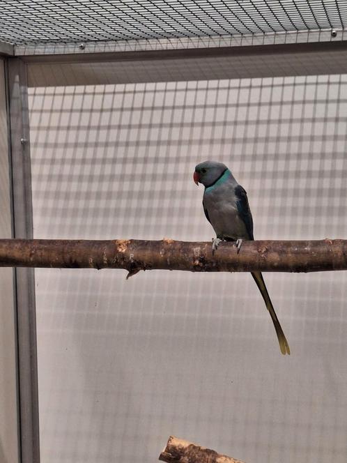 Malabar parkiet man., Dieren en Toebehoren, Vogels | Parkieten en Papegaaien