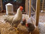 Amrock groot | Gezonde kippen | Passend advies, Dieren en Toebehoren, Pluimvee, Meerdere dieren, Kip