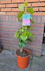 Druiven bonsai, ruim 15 jaar oude stam, verschillende maten, Lente, Volle zon, Ophalen of Verzenden, Overige soorten