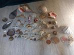 Grote Schelpen verzameling Zeesterren + Zee Egel + Kogelvis, Ophalen, Schelp(en)