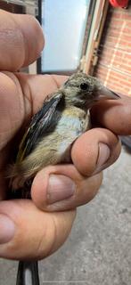 Kleine putters, Dieren en Toebehoren, Vogels | Overige Vogels, Wildzangvogel, Geringd