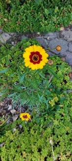 Zaden voor meisjes ogen, Ophalen of Verzenden, Gehele jaar, Volle zon, Zaad