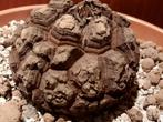 Dioscorea elephantipes, caudex, succulent, turtle plant, Huis en Inrichting, Kamerplanten, Verzenden, Overige soorten, Minder dan 100 cm