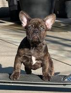 Franse bulldog pups met stamboom geteste ouders beschikbaar, 8 tot 15 weken, Teef, Parvo, Bulldog