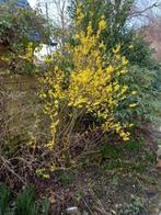 forsythia, Tuin en Terras, Ophalen, Overige soorten, Minder dan 100 cm