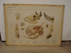 oude schoolplaten, Ophalen, Geschiedenis