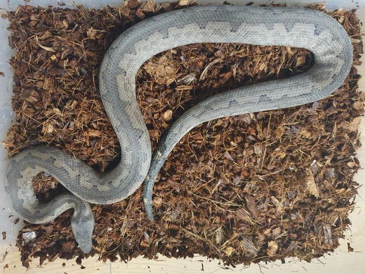 Candoia Paulsoni Grond boa van Solomon eiland, Dieren en Toebehoren, Reptielen en Amfibieën, Slang, 7 tot 10 jaar