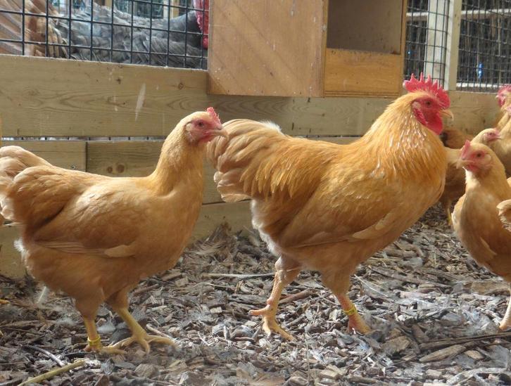 Plymouth rock krielen | Krielkippen | Jonge kippen, Dieren en Toebehoren, Pluimvee, Kip, Meerdere dieren