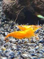 Oranje neocaridina garnaaltjes, Kreeft, Krab of Garnaal