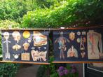 Schoolplaten Medisch., Antiek en Kunst, Ophalen of Verzenden, Natuur en Biologie