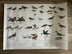 Serie met vier vogelplaten, Ophalen of Verzenden, Natuur en Biologie