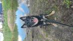Bordercollie x Siberische husky pup, Dieren en Toebehoren, 15 weken tot 1 jaar, CDV (hondenziekte), Eén hond, Nederland