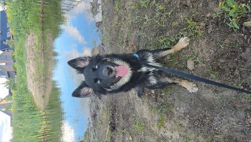 Bordercollie x Siberische husky pup, Dieren en Toebehoren, Honden | Herdershonden en Veedrijvers, Reu, Overige rassen, Particulier