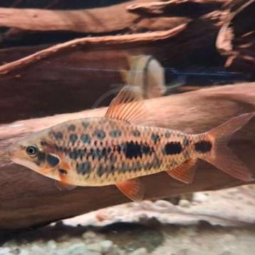 Leporinus sp strawberry beschikbaar voor biedingen