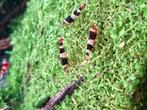 Crystal black garnalen., Dieren en Toebehoren, Vissen | Aquariumvissen, Kreeft, Krab of Garnaal