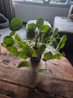 Pannenkoekplant, Huis en Inrichting, Kamerplanten, Ophalen, Overige soorten, Minder dan 100 cm