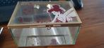 Disney Tinkerbell glazen box, Ophalen of Verzenden, Overige figuren, Nieuw, Servies
