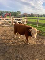 Raszuiver mini Hereford stiertje, Dieren en Toebehoren, Mannelijk, 0 tot 2 jaar