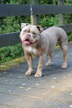 Exotic/Pocket American Bully Pups, Dieren en Toebehoren, Overige rassen, CDV (hondenziekte), 8 tot 15 weken, Meerdere