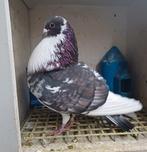 Moroncelo kroppers, Meerdere dieren, Postduif