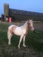 Mooie palomino bonte jaarling merrie te koop!, Merrie, Gechipt, Niet van toepassing, 0 tot 2 jaar
