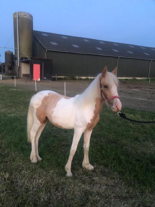 Mooie palomino bonte jaarling merrie te koop!, Dieren en Toebehoren, Pony's, Merrie, Niet van toepassing, D pony (1.37m tot 1.48m)