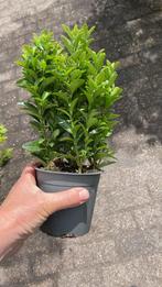 Euyonimus ‘green spire’ kardinaalsmuts, Tuin en Terras, Ophalen, Zomer, Volle zon