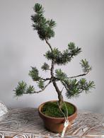 Pinus sylvestris Bonsai 38cm, Tuin en Terras, Planten | Bomen, Ophalen of Verzenden, Bloeit niet, Overige soorten, Minder dan 100 cm