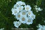 Zaden achillea ptarmica. Inheems, Verzenden, Voorjaar, Volle zon, Zaad