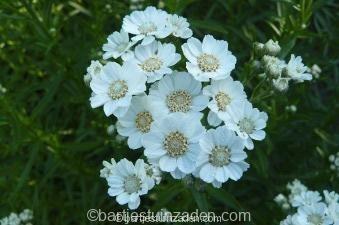 Zaden achillea ptarmica. Inheems beschikbaar voor biedingen