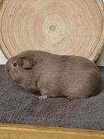 Diverse cavia's aangeboden, Dieren en Toebehoren, Cavia, Augustus, Vrouwelijk, Tam