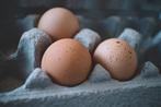 Broedservice voor alle eieren, Dieren en Toebehoren, Pluimvee, Meerdere dieren