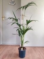 Howea Forsteriana - Kentiapalm H: 140 cm., Ophalen, 100 tot 150 cm, Palm, Halfschaduw