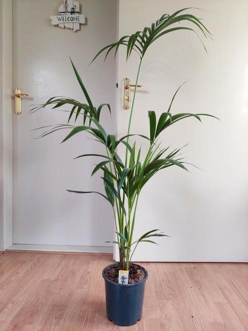 Howea Forsteriana - Kentiapalm H: 140 cm., Huis en Inrichting, Kamerplanten, Palm, 100 tot 150 cm, Groene kamerplant, Halfschaduw