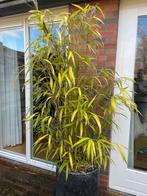 Gratis Grote bamboe plant in pot, Ophalen, Bloeit niet, Overige soorten, Halfschaduw