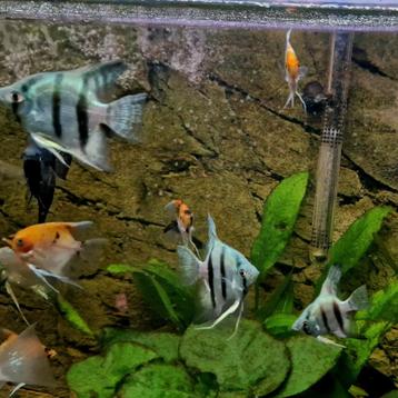 4 jonge blauwe wildkleur maanvissen €5 per stuk beschikbaar voor biedingen