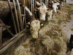 Te koop polled Hereford (dek) stieren en koeien, Dieren en Toebehoren, Meerdere dieren