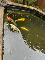 Grote Koi karpers, Dieren en Toebehoren, Karper of Koi