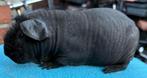 Skinny cavia beer, Dieren en Toebehoren, Knaagdieren, Cavia, Mannelijk, Mei, Tam