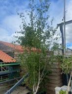 Berk Meerstam 350/400 €189,00, Tuin en Terras, Planten | Bomen, Ophalen of Verzenden, In pot