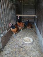 Vorwerk, Dieren en Toebehoren, Meerdere dieren, Kip