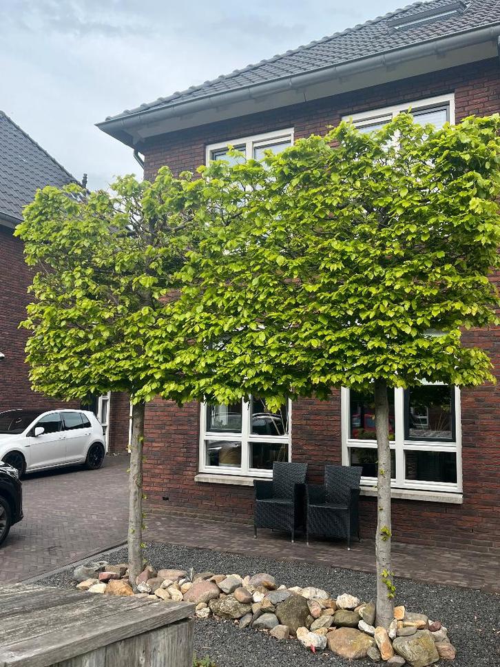 Leibeuk, Beukenboom (bladhoudend) groene beuk, Tuin en Terras, Planten | Bomen, Leiboom, 250 tot 400 cm, Halfschaduw, Bloeit niet