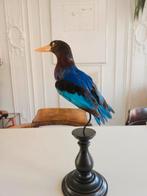 Opgezette Javaanse ijsvogel, Verzamelen, Ophalen of Verzenden, Vogel, Opgezet dier