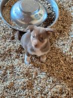 Border Collie x Corgi kruising - lieve slimme puppy's, Dieren en Toebehoren, Honden | Herdershonden en Veedrijvers, België, Particulier