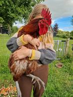 Lieve haan, gratis, Dieren en Toebehoren, Mannelijk, Kip