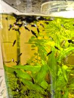 Jonge Black molly's te koop., Dieren en Toebehoren, Vis