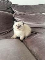 Raszuivere Britse korthaar kittens, Dieren en Toebehoren, Katten en Kittens | Raskatten | Korthaar, Meerdere dieren, Ontwormd